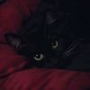 larisra_