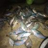 rafqiadriyanti