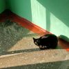 catqpcat