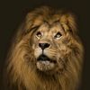muhammadrizwan6706