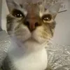 catelotor