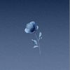 zenande15_s