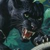tiggarblack