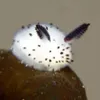 spinnysprinngyting