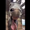 leahlikeshorses