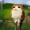 meowl251