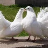 sarujghfhfhv