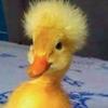 faze_patito