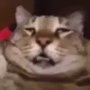 khngkhi2