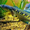 chanafishsnackwater
