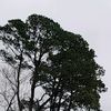 brayanhernangonza6