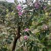 thuatphan38