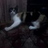 dmulya.best