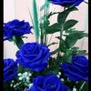 shekhaislam17