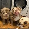 englishbulldogpups4