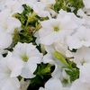 rehanwaheed129