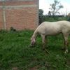 ismaelresendis8
