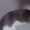 omalulu38