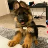 el_perrito777pro_max
