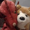 shydoshiba