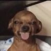 anjing_ajaib