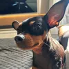 lillymeninadog
