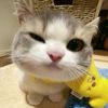 kori_zen3221