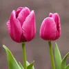 flor.oficial.88