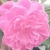 mdshorif16785
