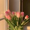 jeruk_lemon20