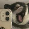 cutepetfan0