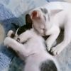 aaadit_2