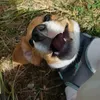 ptitelectriceetsonbeagle