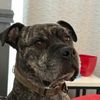 boumertheamstaff