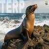 terp_tw