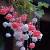 mubashirah_spen