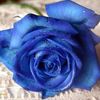 carmela_vered