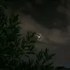 mohammad_98_1