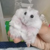 13minyhamster