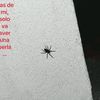 damarizpalomino11