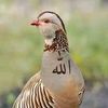 akhi4476009588601