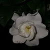 zsofiii_17