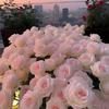 flores_rosas03