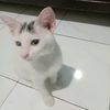 ronijapung36