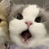hamiihamii_