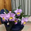 duynguyen5259