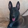 c.abo.hany.malinois