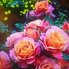 uzmafarooq786