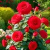 ahmadgalaly40