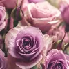 user.com1311